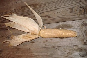 Le maïs blanc : une variété cultivée autrefois en Bresse